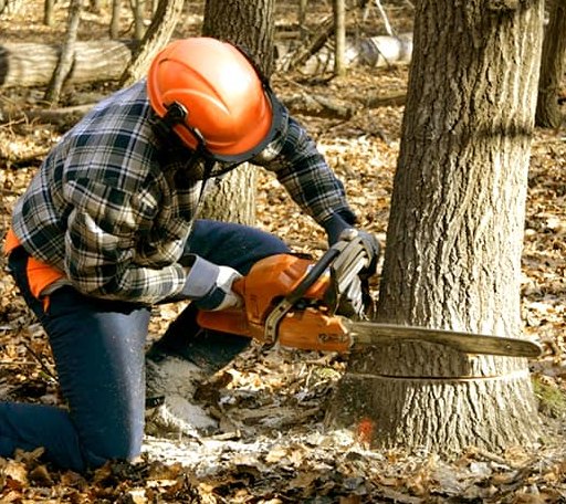 Tree Removal in Keeling, VA